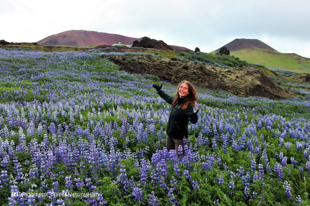 Flowery fields of lupines Fields of lupines and view to Eldfell and Helgafell volcanoes, Heimaey, Vestmannaeyjar, Iceland.