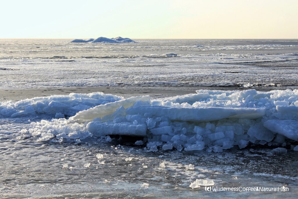 Arctic scenes Arctic scenes at the shores of IJsselmeer, The Netherlands.