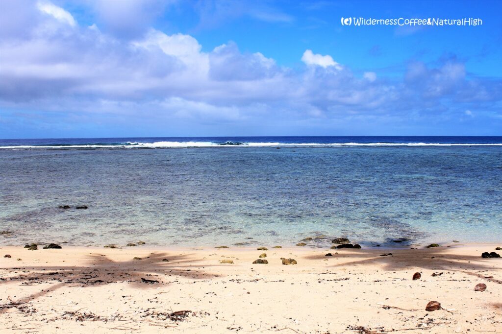 Cook Islands palm tree lagoon Cook Islands palm tree lagoon, Rarotonga.