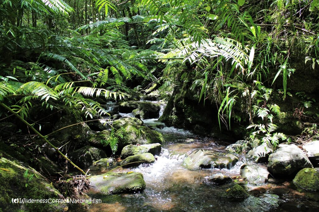 River crossings on the Cross-Island Track River crossings on the Cross-Island Track, Rarotonga.