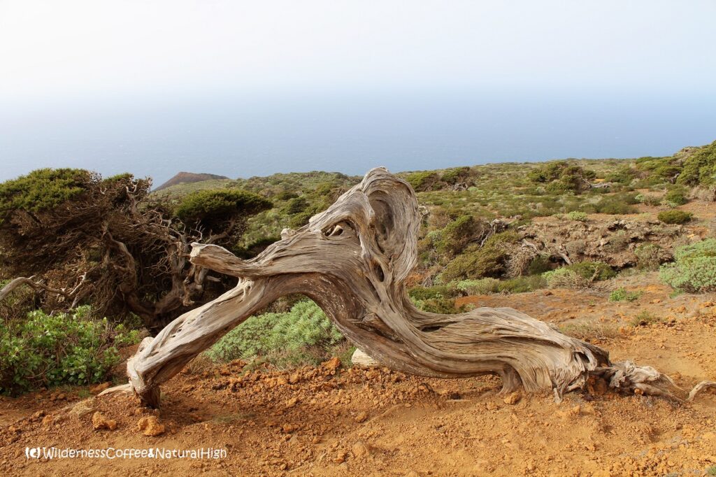 Gnarled wood and juniper trees on El Hierro.