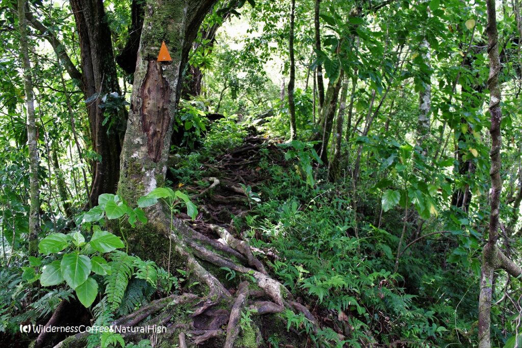 Tropical jungle on the Cross-Island Track Rarotonga Cross-Island Track, Cook Islands.