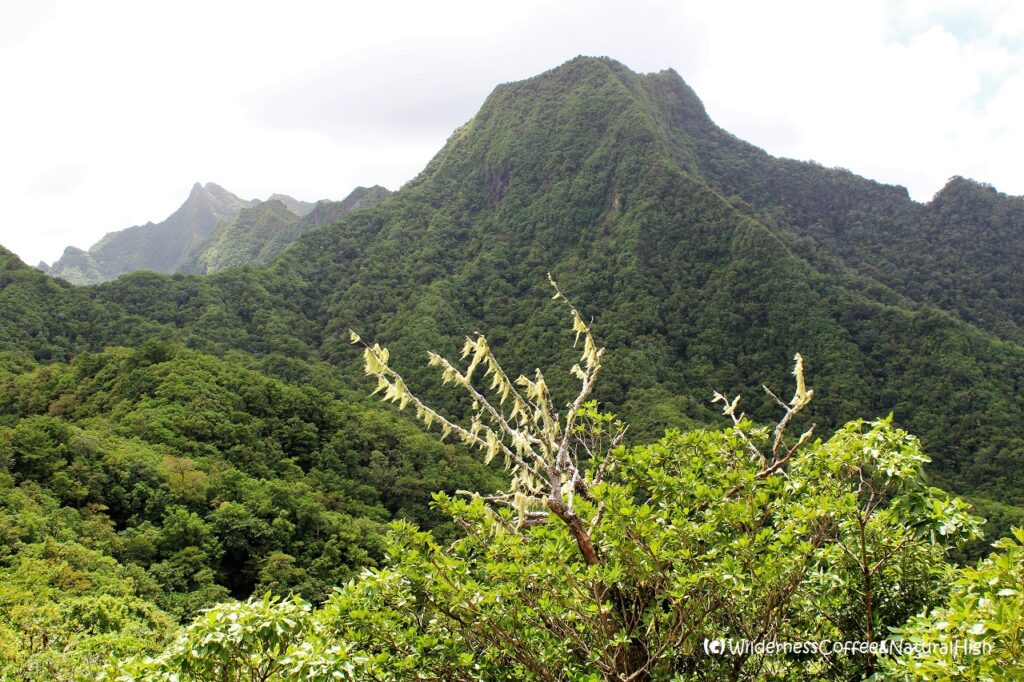 Rarotonga mountain peaks Rarotonga mountain peaks, Cook Islands.