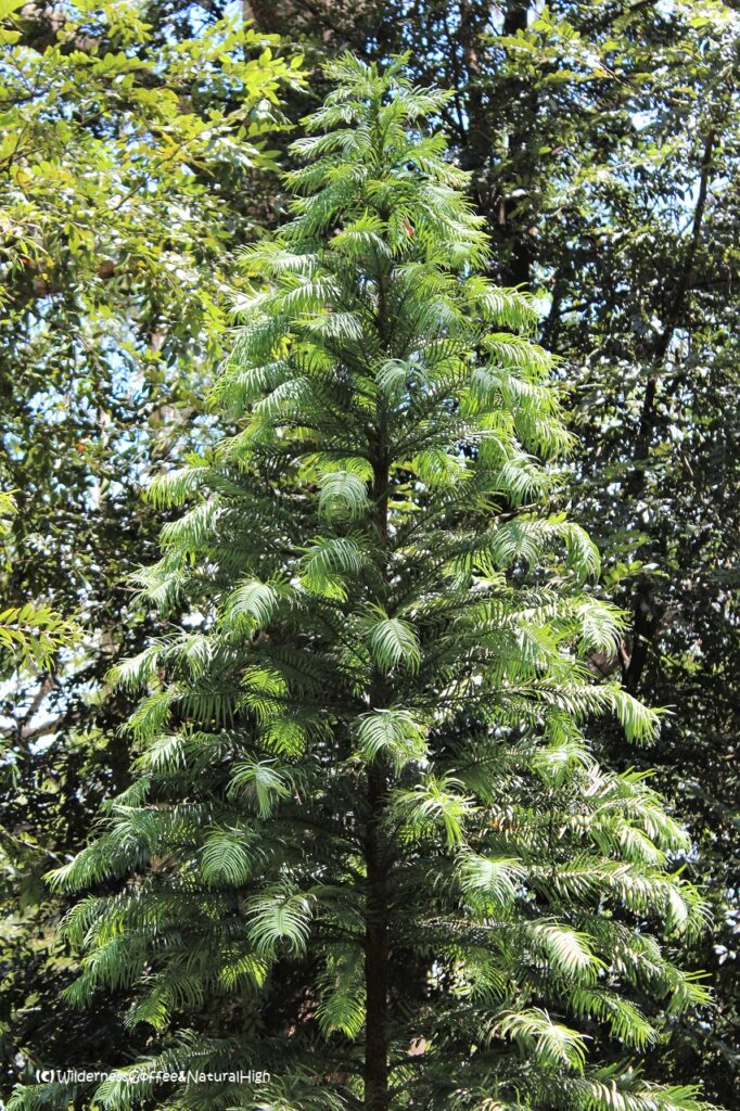 Wollemi pine, New South Wales, Australia.