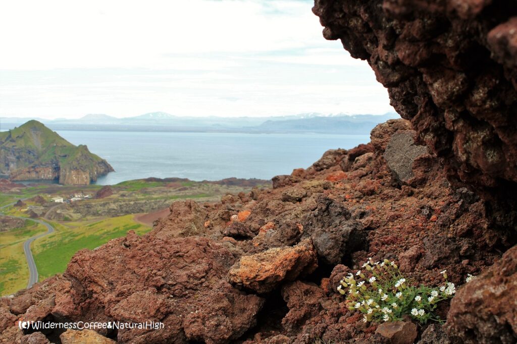 Arctic flowers on the slopes of Helgafell, Heimaey, Vestmannaeyjar, Iceland.