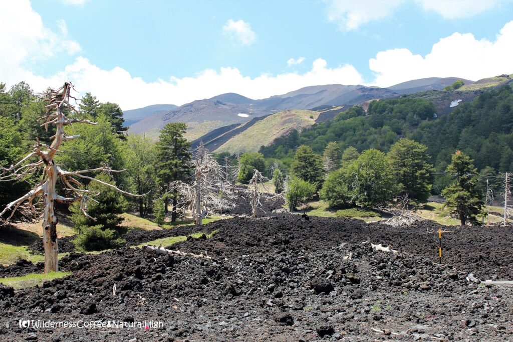 Trees between the lava fields on the southern slopes of Etna, Sicily.
