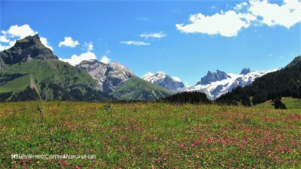 Flowery alpine meadows, Engelberg, Switzerland.