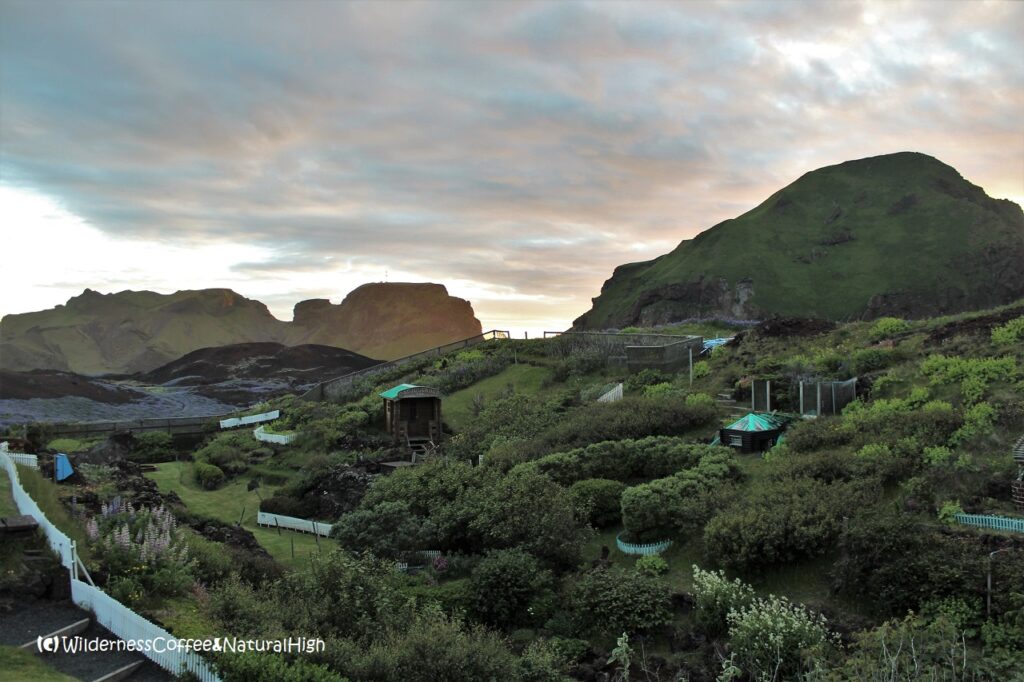 Gaujulundur lava field garden. Heimaey, Vestmannaeyjar, Iceland.