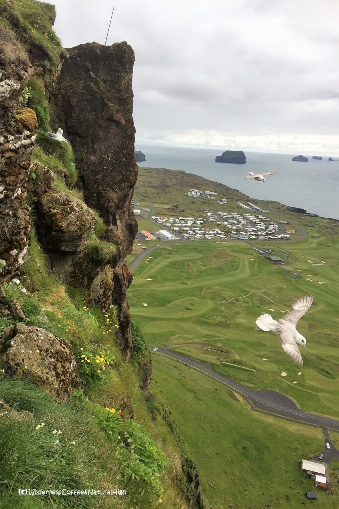 Herjólfsdalur cliffs and a kamikaze bird, Heimaey, Vestmannaeyjar, Iceland.