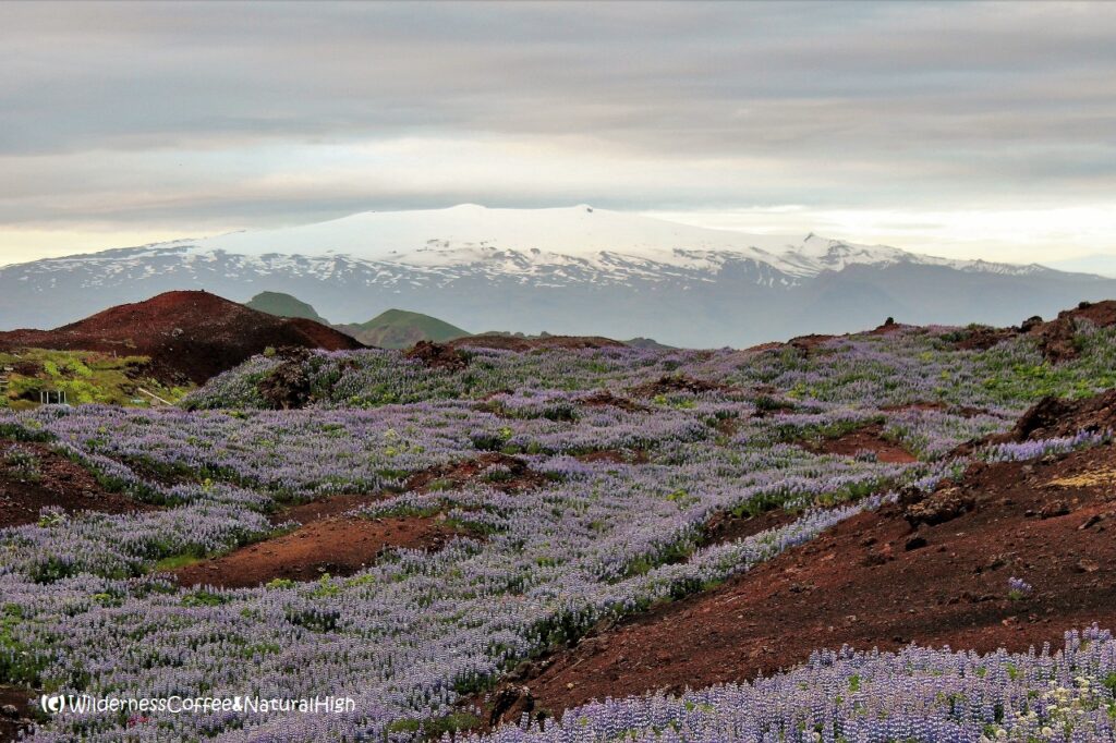 View to Eyjafjallajökull and lava fields from Eldfell volcano, Heimaey, Vestmannaeyjar, Iceland.