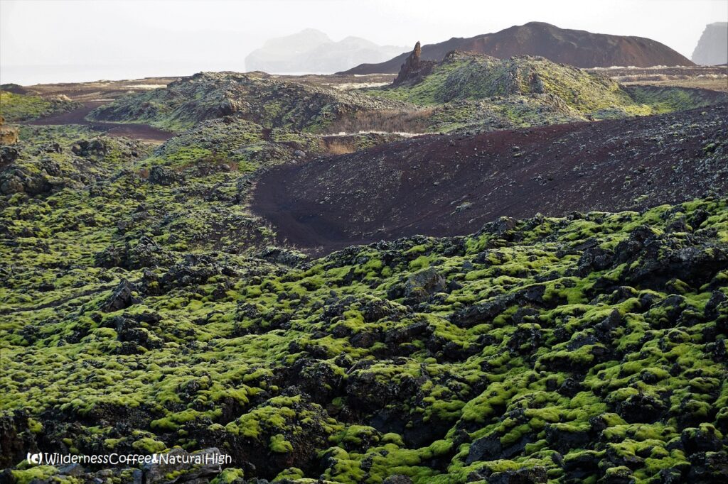 Mossy lava field, Eldfell volcano, Heimaey, Vestmannaeyjar, Iceland.
