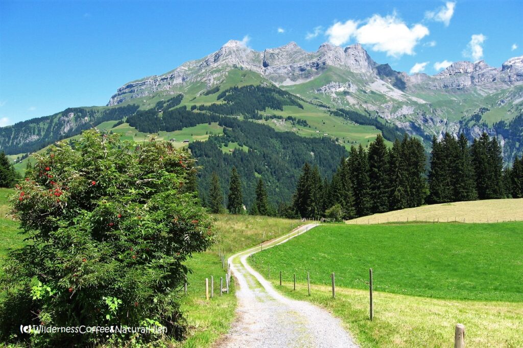 Alpine slopes below Mount Titlis, Switzerland.