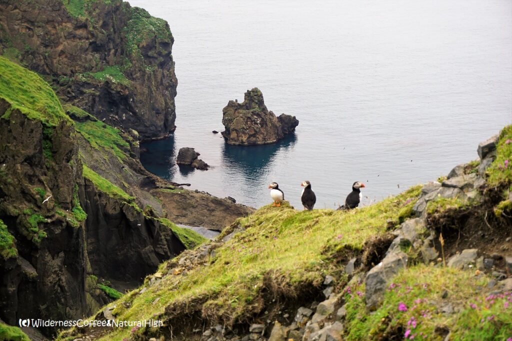 Puffins behind Herjólfsdalur, Heimaey, Iceland.