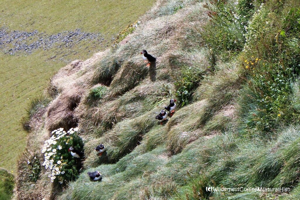 Puffins in Herjólfsdalur, Heimaey, Vestmannaeyjar, Iceland.
