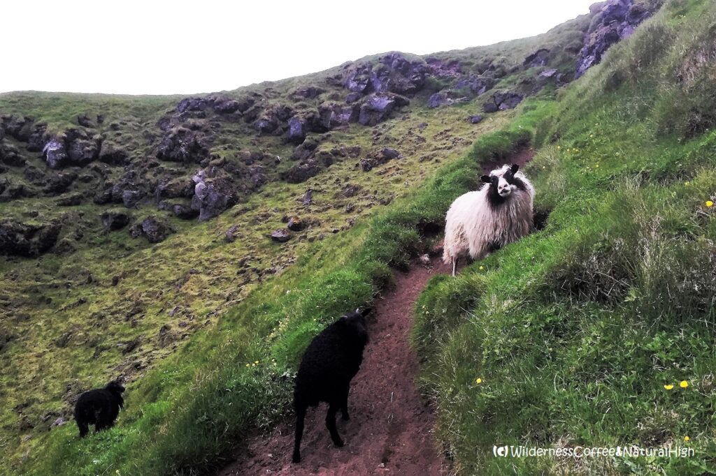 Sheep traffic jam, Heimaklettur hike, Heimaey, Iceland.