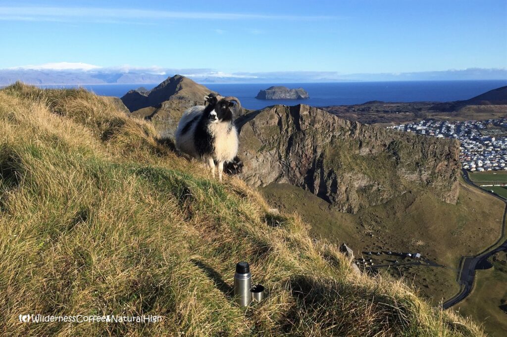 Wilderness Coffee and sheep Wilderness Coffee and sheep, Blátindur, Heimaey, Iceland.