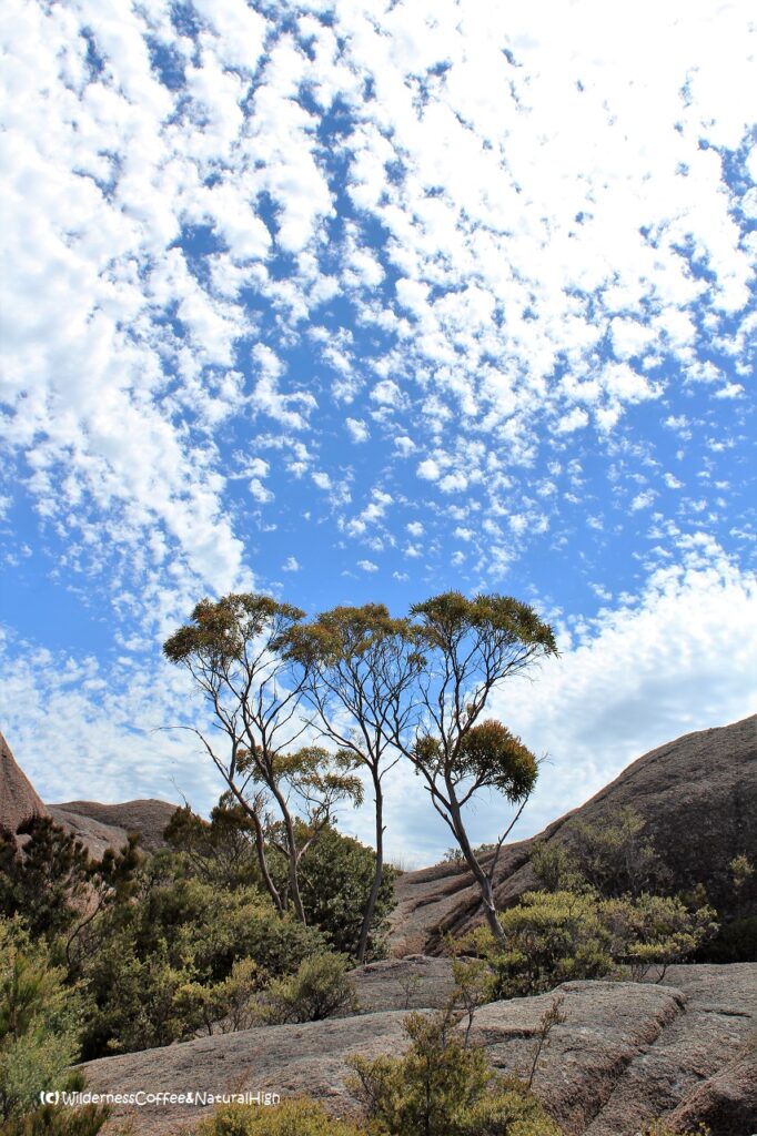 Wispy clouds and eucalypt trees Wispy clouds and eucalypt trees, Mount Amos track, Tasmania, Australia.