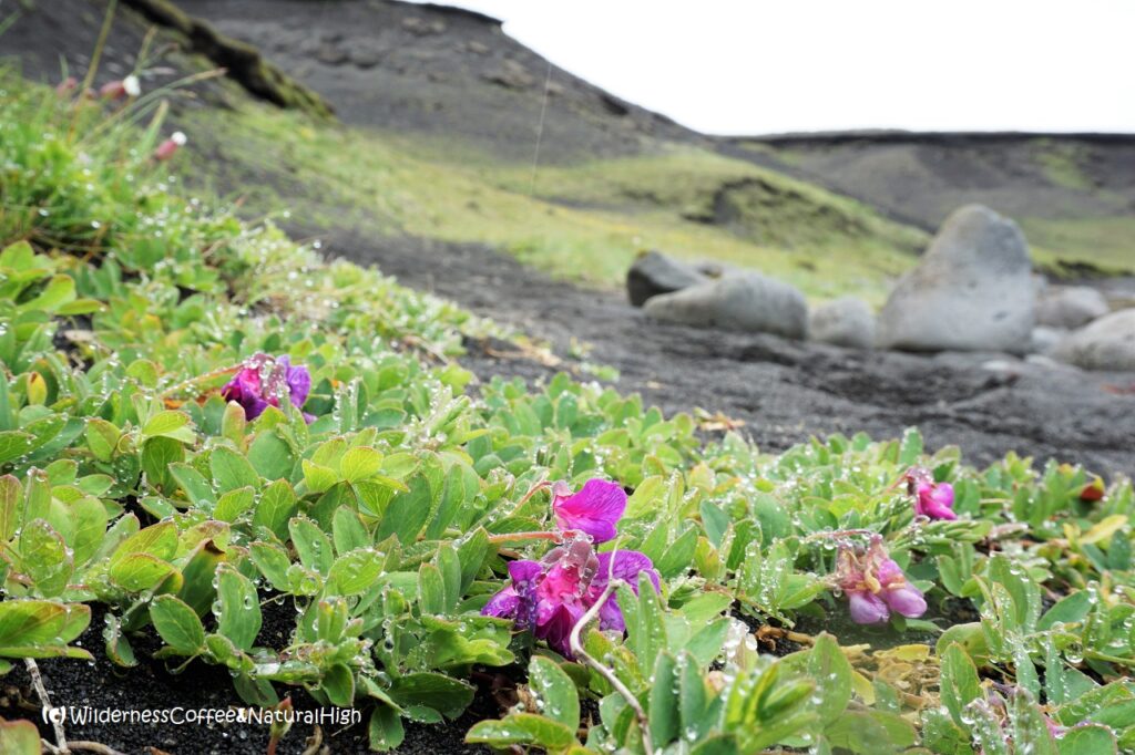 Little beach orchids Little beach orchids at Klauf, Heimaey, Vestmannaeyjar, Iceland.