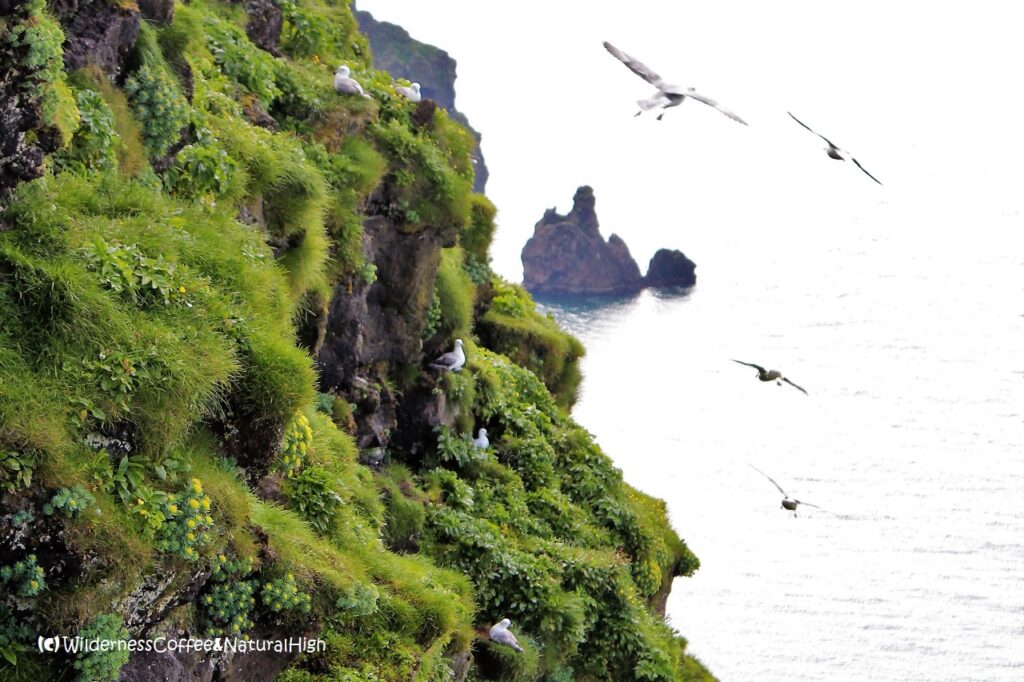 Bird cliffs on the Dalfjall side Bird cliffs Dalfjall, Heimaey, Vestmannaeyjar, Iceland.