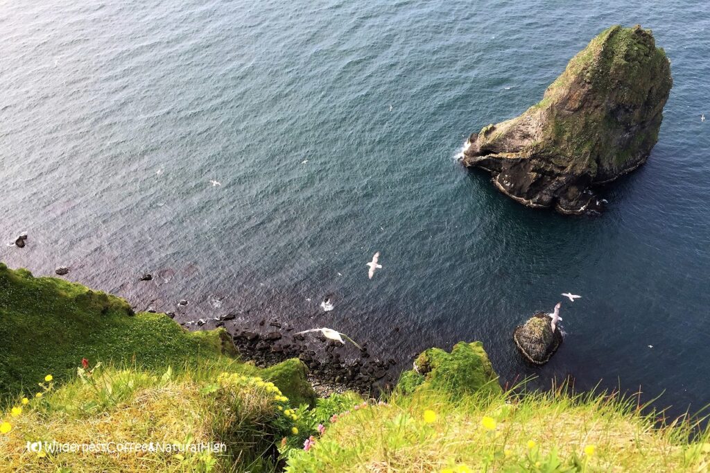 Bird cliffs on the north side Bird cliffs Klif, Heimaey, Vestmannaeyjar, Iceland.