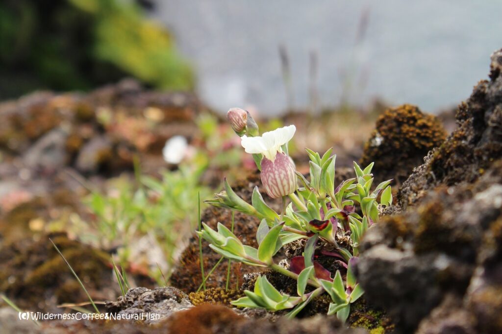 Delicate arctic flowers Arctic flowers, Heimaey, Vestmannaeyjar, Iceland.