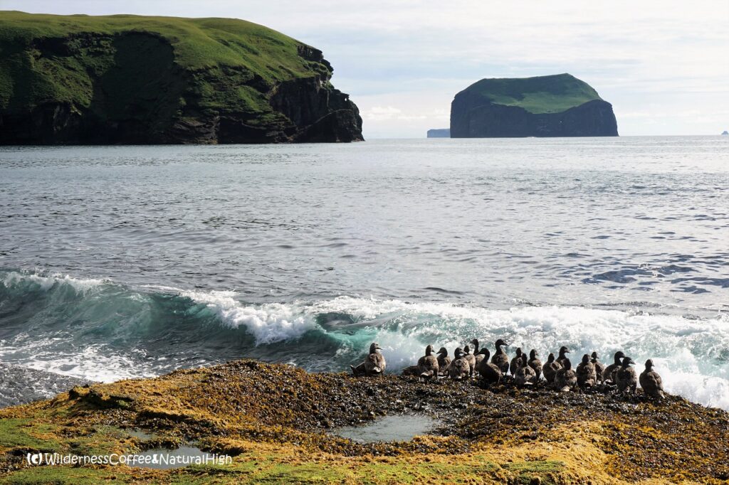 Eider ducks at Klauf Eider ducks at Klauf, Stórhöfði coastal track, Heimaey, Vestmannaeyjar, Iceland.