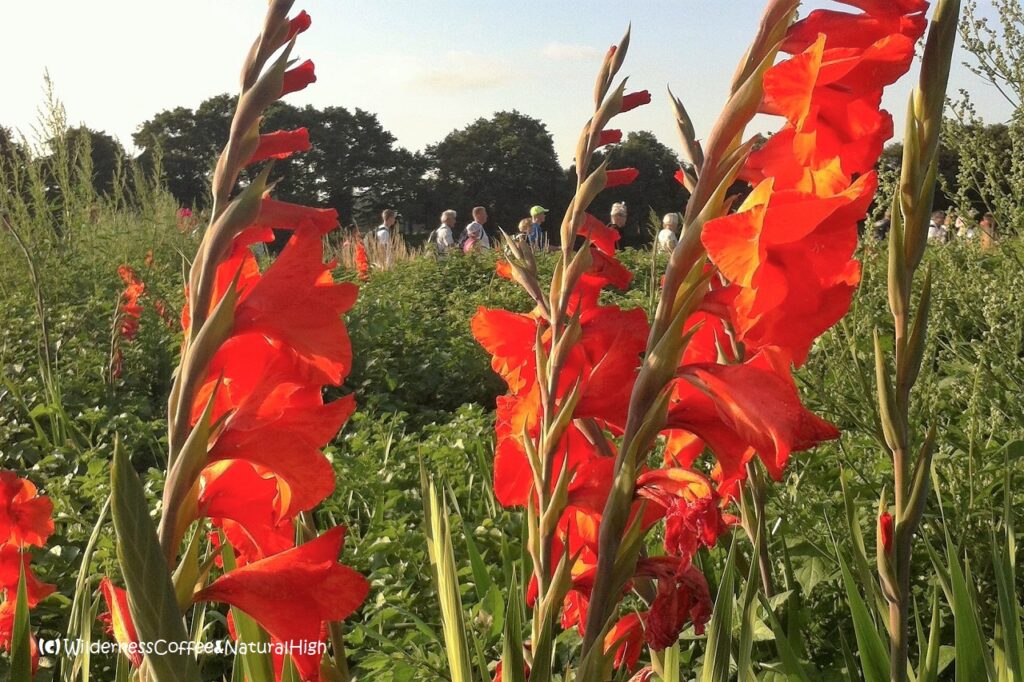 Gladiolas along the route, Vierdaagse Nijmegen, The Netherlands.