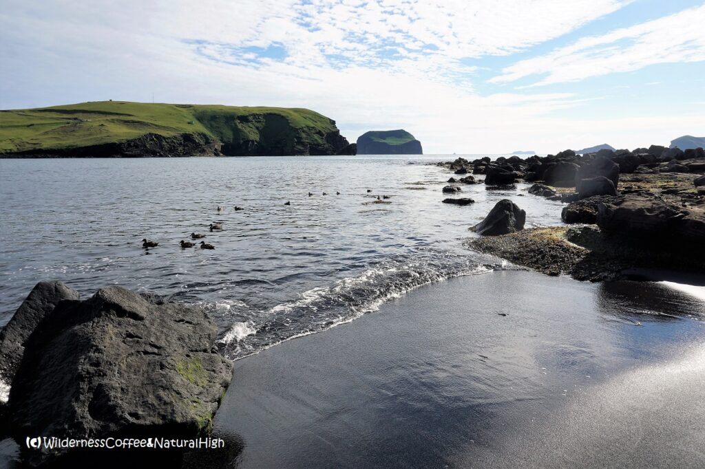 Little beach at Klauf Klauf beach and eider ducks, Heimaey, Vestmannaeyjar, Iceland.