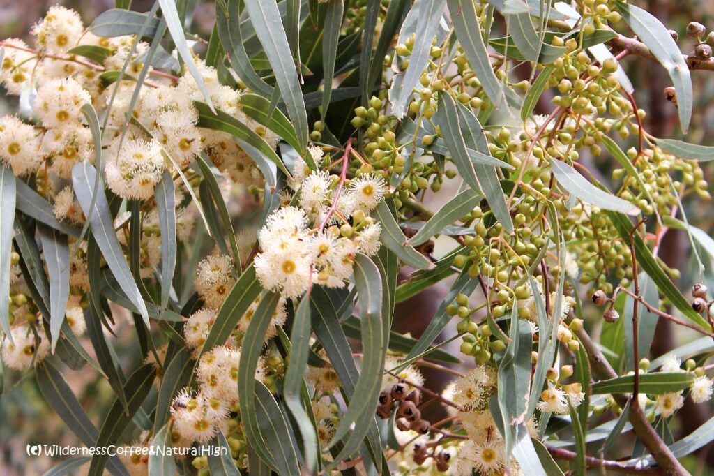 Eucalypt tree & flowers Flowering eucalypt trees, Lipari, Italy.