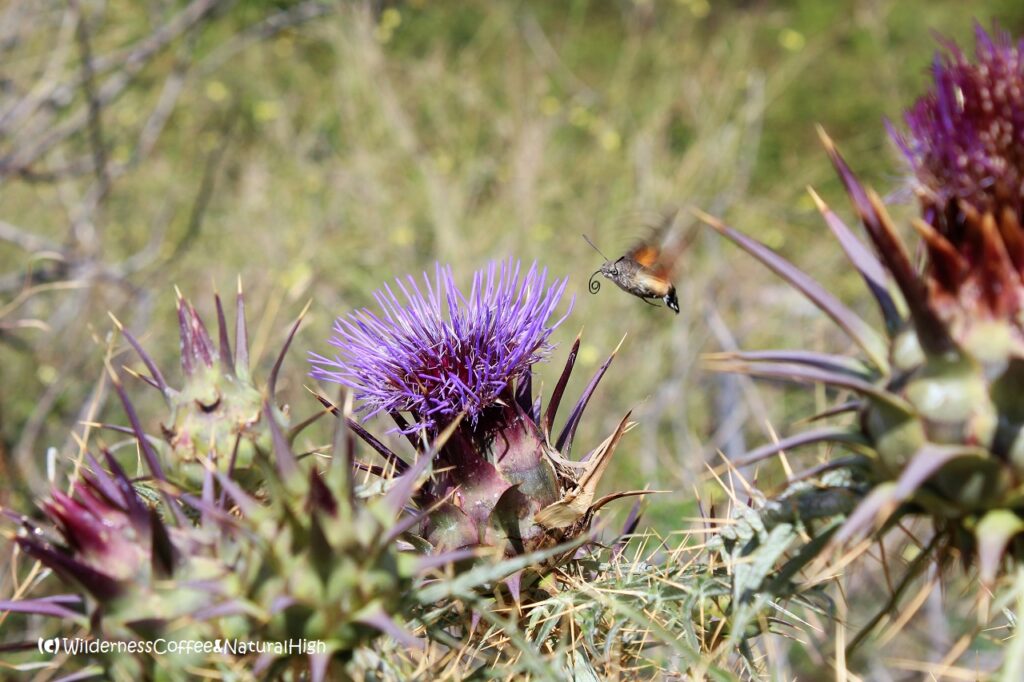 Thistles and butterfly Lipari thistles and butterfly, Aeolian Islands, Italy.