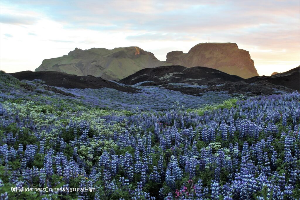 Lupine covered lava fields Lupine lava fields, Heimaey, Vestmannaeyjar, Iceland.