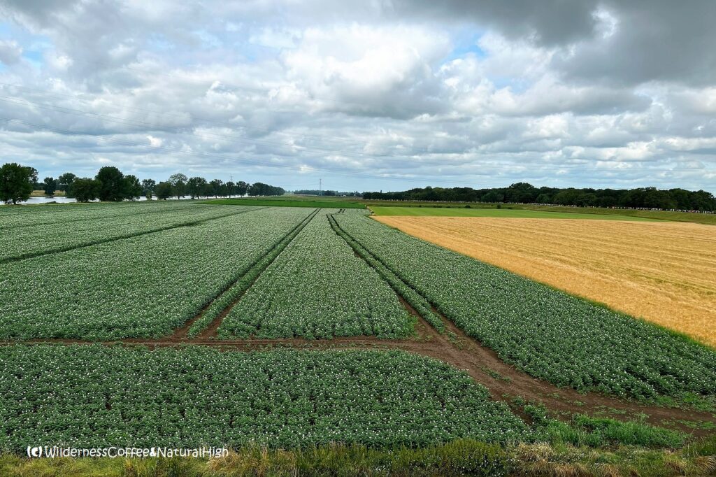 Maas river and fields, The Netherlands.