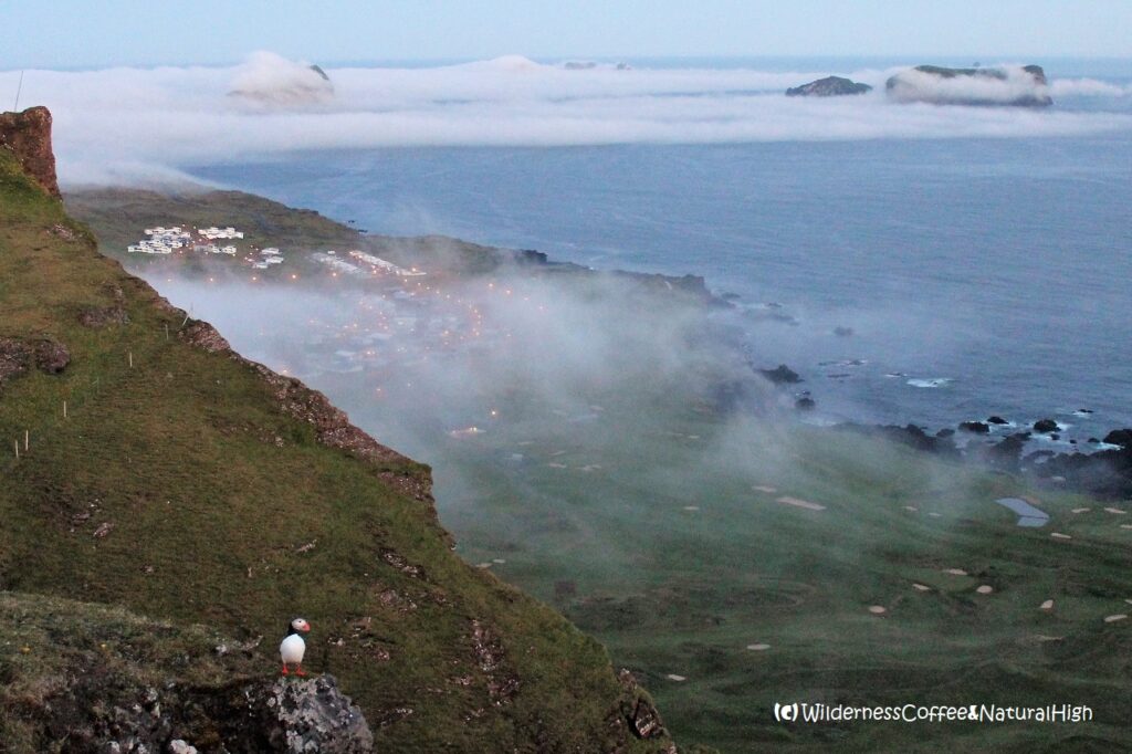 Puffin and dalalæða Puffin in the dalalæða fog, Heimaey, Vestmannaeyjar, Iceland.