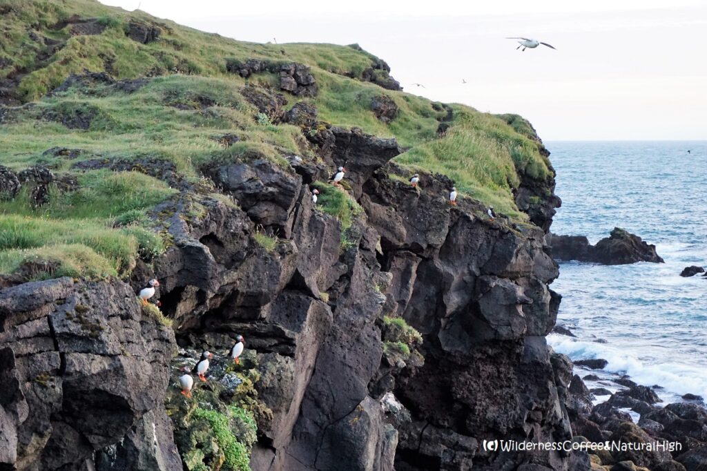 Puffins along the coastine Puffins along the Stórhöfði coastal track, Heimaey, Vestmannaeyjar, Iceland.