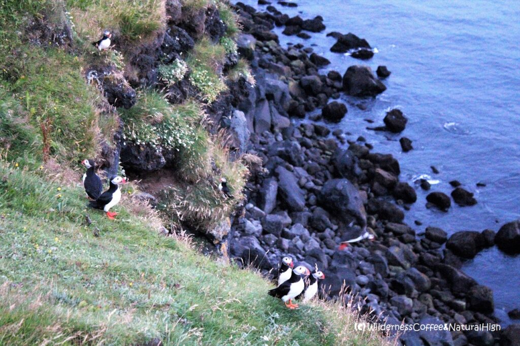 Puffins on the coastal track to Stórhöfði Puffins on the Stórhöfði coastal track, Heimaey, Vestmannaeyjar, Iceland.