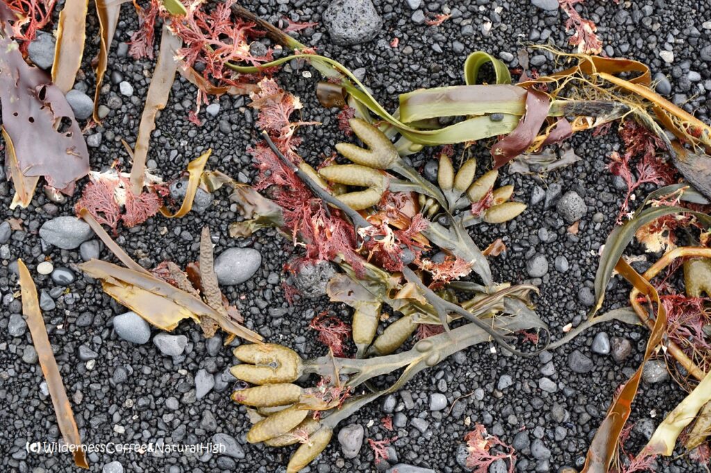 Seasweed composition Seasweed composition, Klauf, Heimaey, Vestmannaeyjar, Iceland.