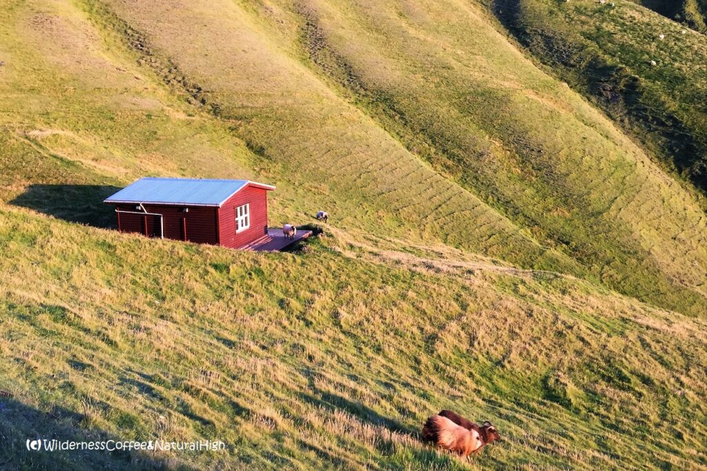 Sheep outside the cabin on Ufsaberg, Heimaey, Vestmannaeyjar, Iceland.