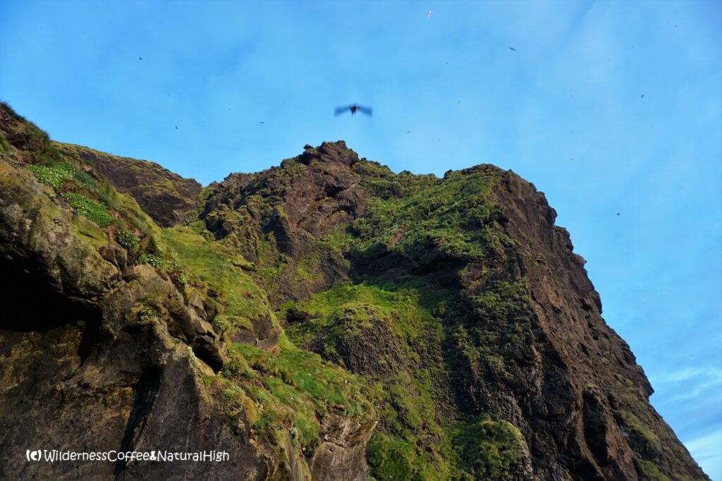 Skies full of puffins, Stafsnes peninsula, Vestmannaeyjar, Iceland.