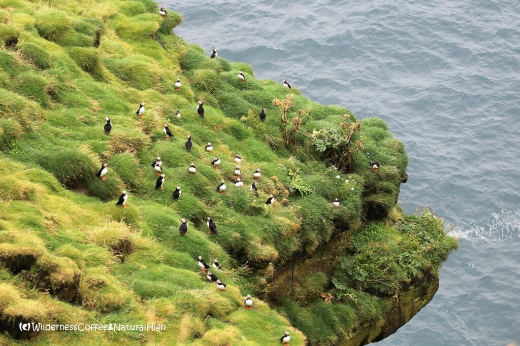 Slopes full of puffins Slopes full of puffins, Stórhöfði coastal track, Heimaey, Vestmannaeyjar, Iceland.