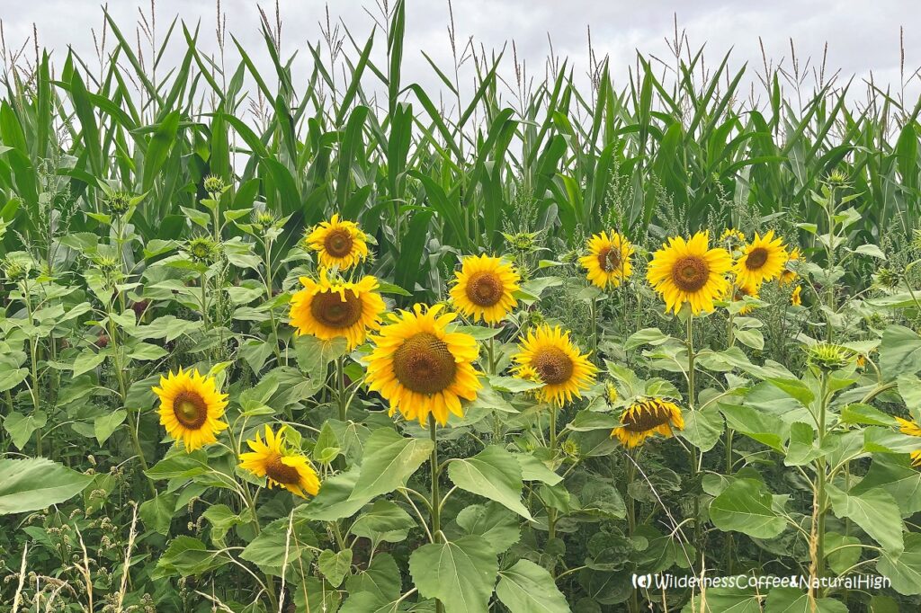 Sunflowers, Nijmegen, The Netherlands.