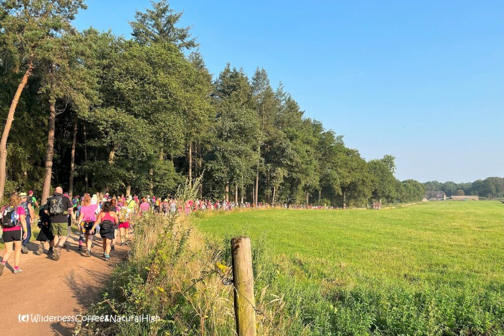 Vierdaagse Nijmegen at Heumen forrest, The Netherlands.