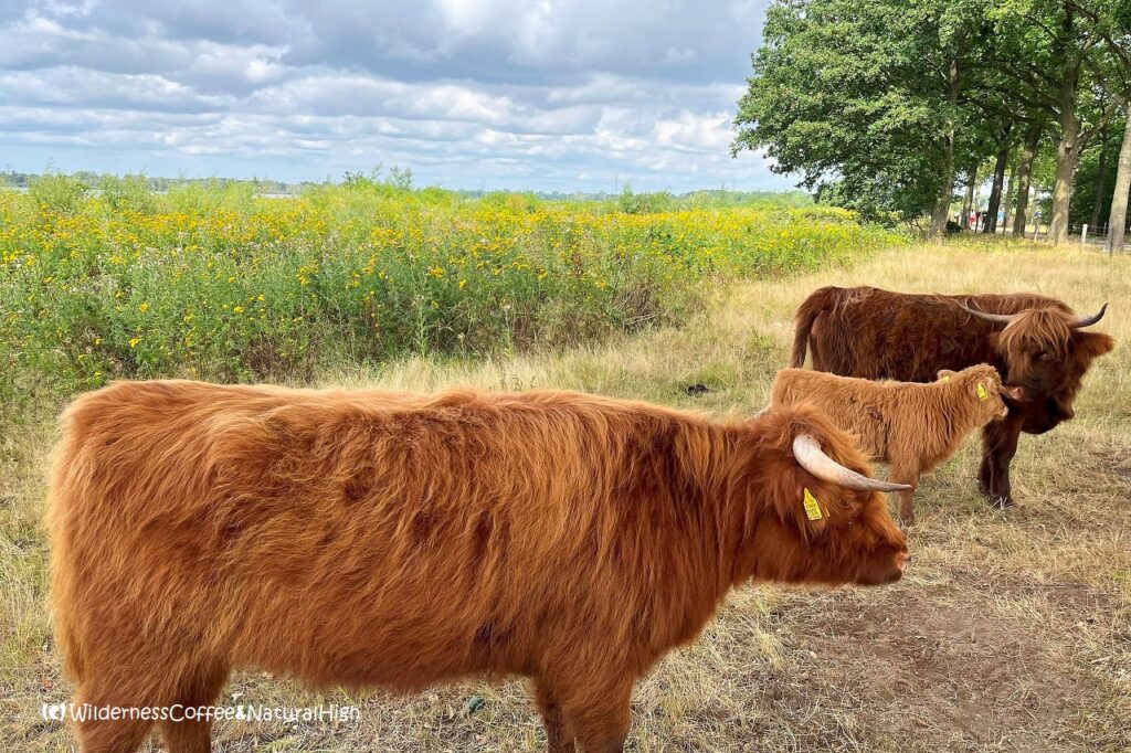 Scottisch highland cows, Nijmegen, The Netherlands.