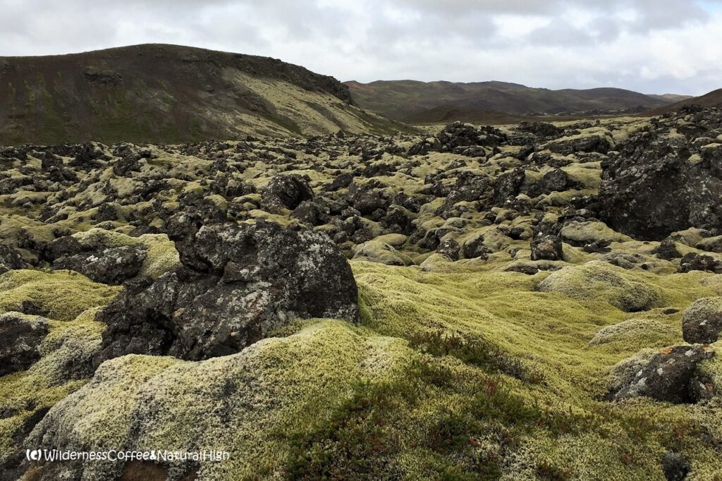 Mossy lava fields Mossy lava fields, Reykjanes hidden treasures, Iceland.