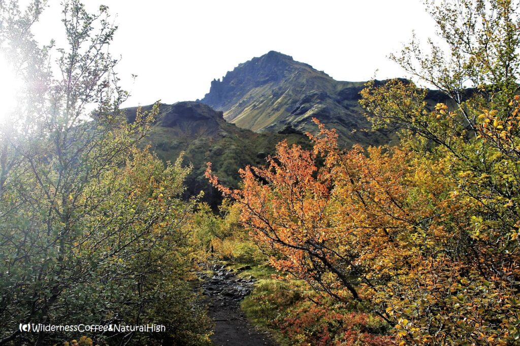 Beautiful autumn colours in Thórsmörk Start of the Fimmvörðuháls route in Thórsmörk, Iceland.