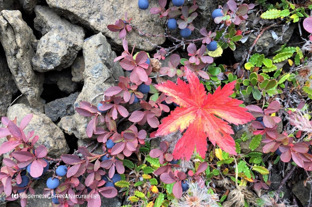 Autumn colours and blueberries Autumn colours and blueberries, Iceland.