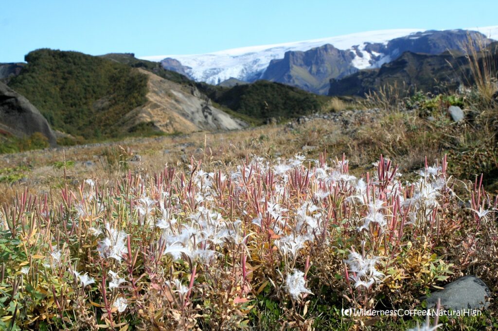 Wildflowers in Thórsmörk Fluffy bog cotton flowers, Iceland.