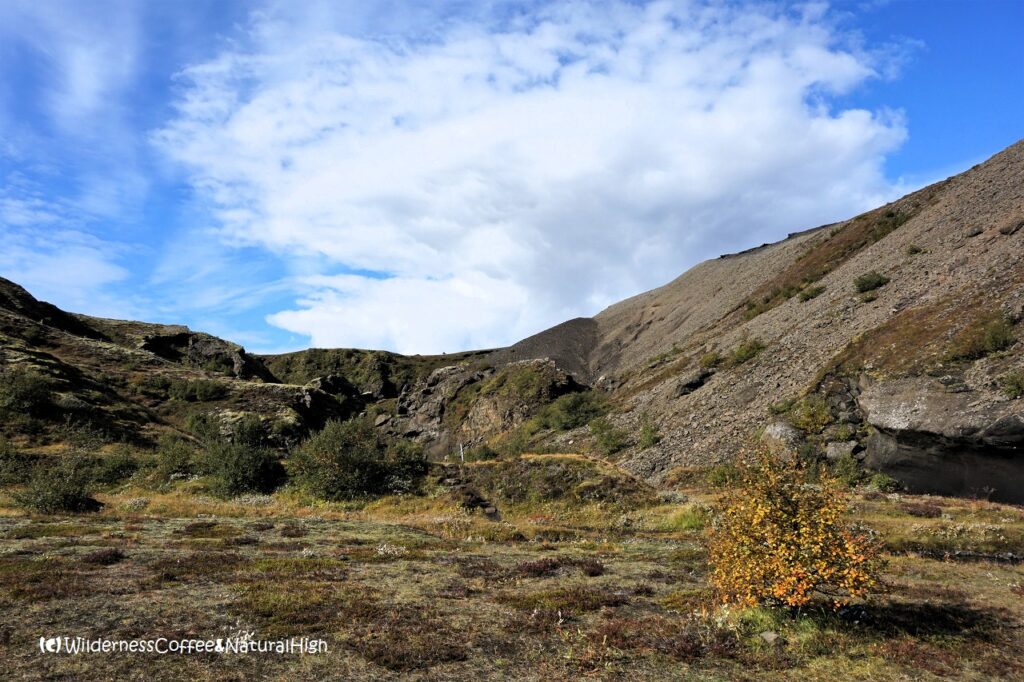 Little trees in the hidden valley Little trees in the hidden valley, Rjúpnafell, Thórsmörk, Iceland.