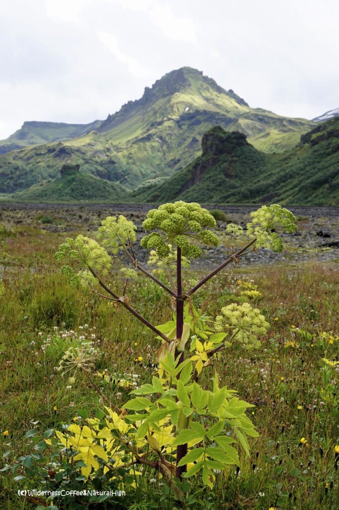 Útigönguhöfði and angelica plant Útigönguhöfði and angelica plant, Thórsmörk, Iceland.