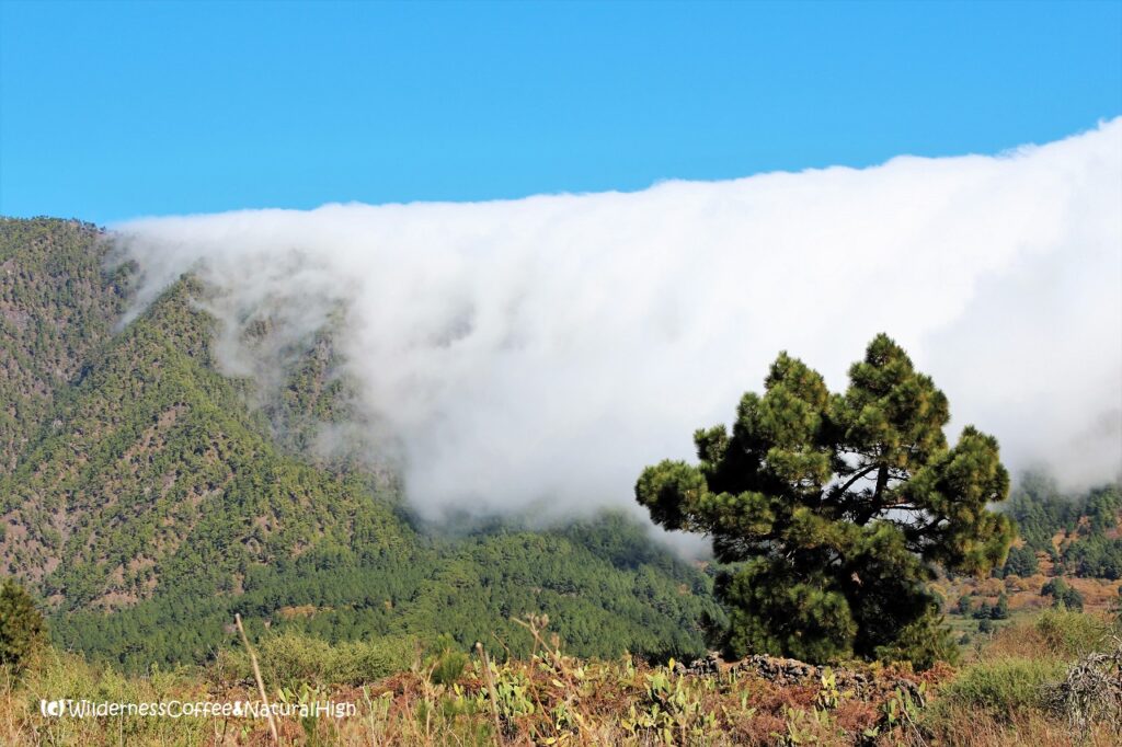 La Palma tablecloth cloud over Cumbre Nueva, Canary Islands.