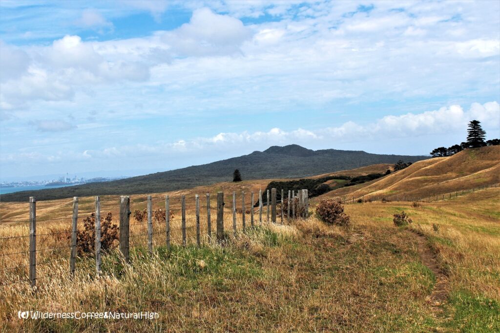 Rangitoto-Motutapu island track Rangitoto-Motutapu island track, North Island, New Zealand.